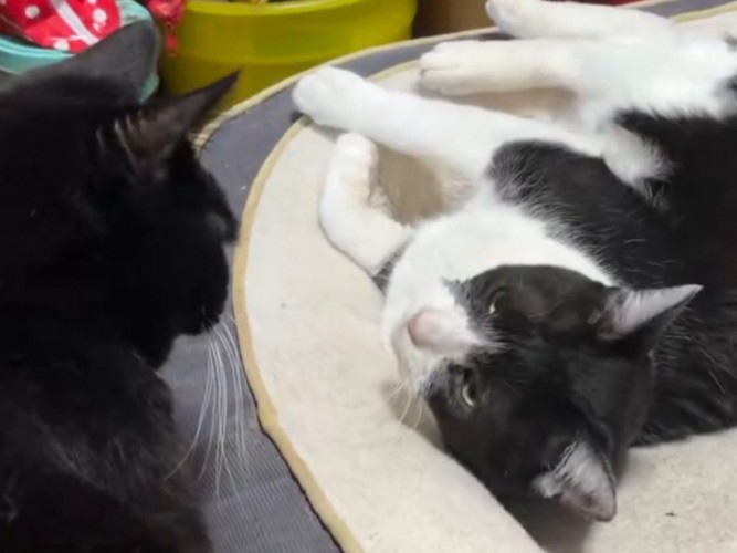 ハッとした表情を浮かべるハチワレ猫のアップ