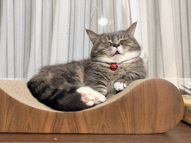 寝ている猫