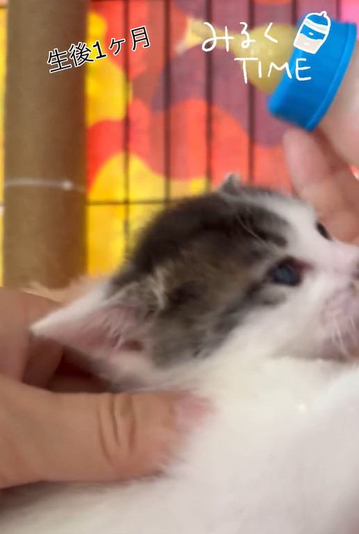 投稿者が持っている哺乳瓶を見つめる子猫