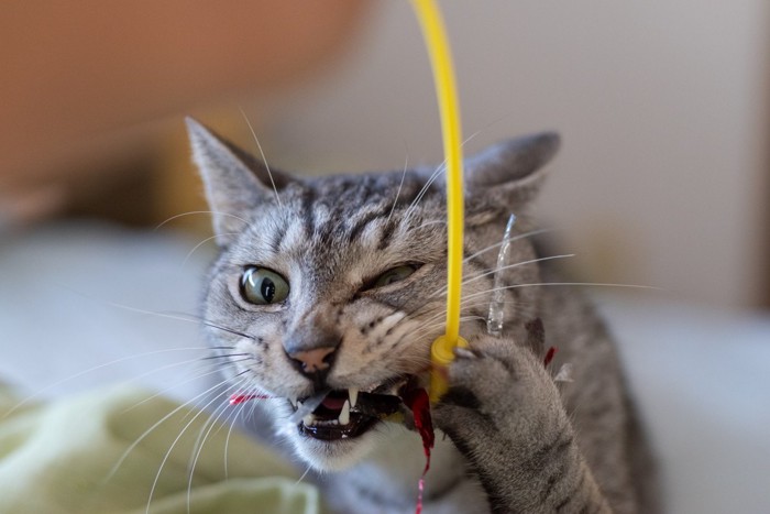 おもちゃに噛みつく猫