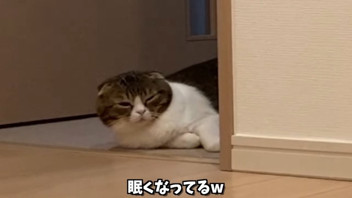 目を細める猫