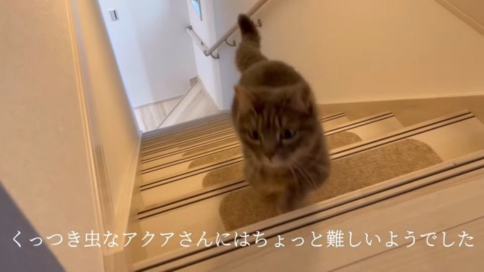 階段を登ってくる猫