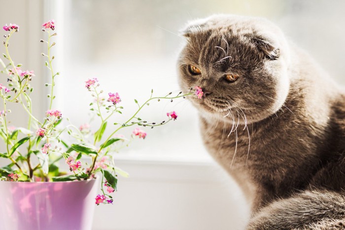 花のにおいを嗅ぐ猫