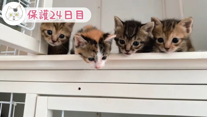 横に並んだ子猫達