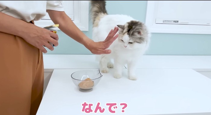 ご飯の前の猫