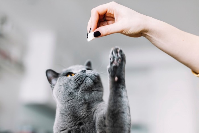 おやつに飛びつくグレイ猫