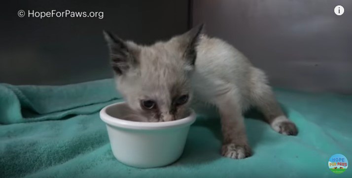 食べる子猫