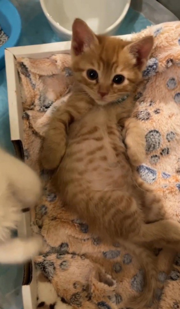 へそ天の茶トラ