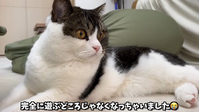 座る猫