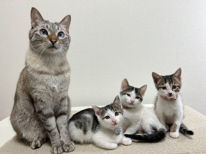 成猫と子猫たち