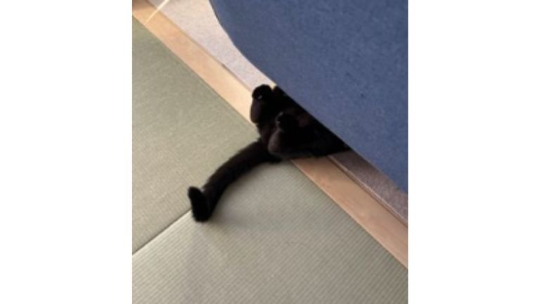ソファの下にいる猫