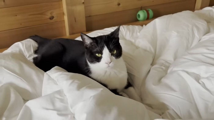 お布団に乗る白黒ハチワレ猫ちゃん