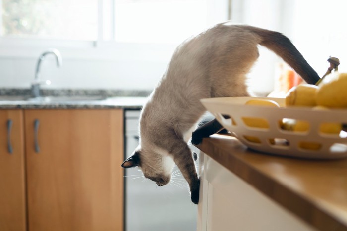 テーブルから下りる猫