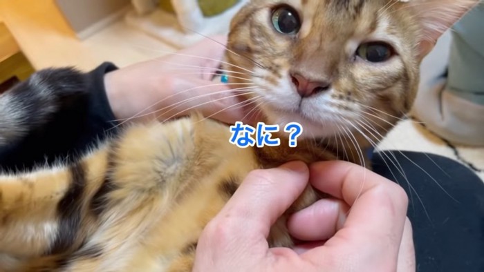 膝の上にいる猫