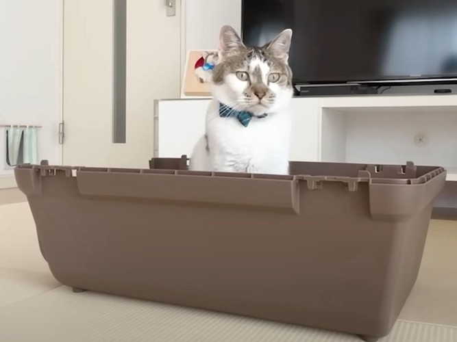 キャリーのパーツに座る猫