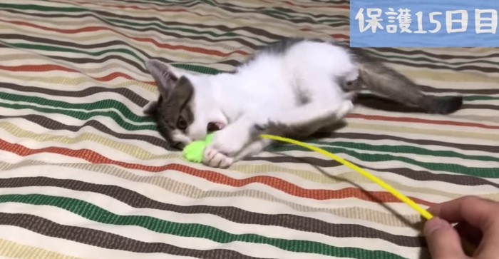 ねこじゃらしで遊ぶ子猫