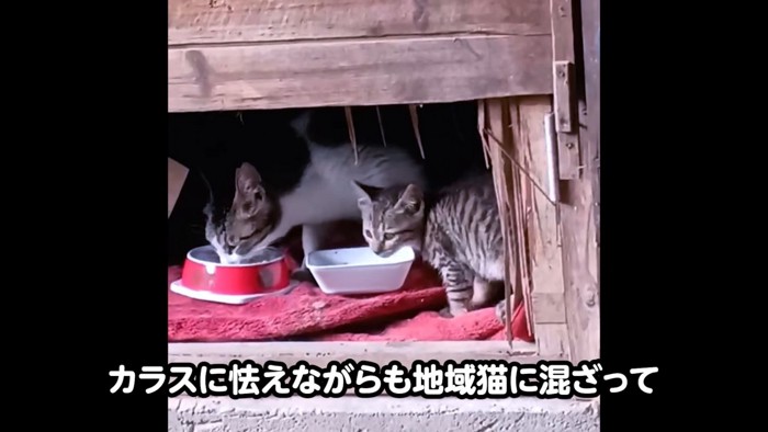 外でごはんを食べる子猫