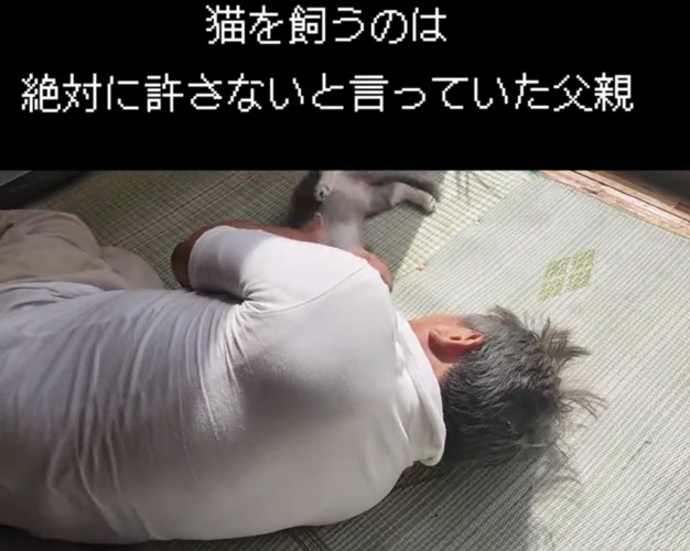 溺愛される猫