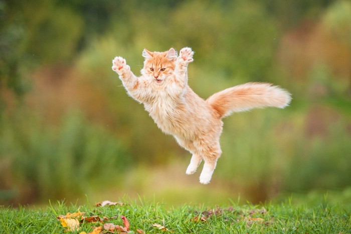 草むらの上で飛ぶ猫