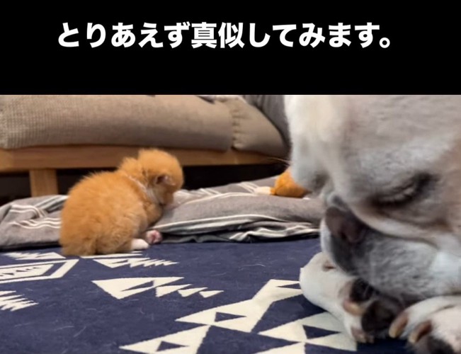 前足をなめる子猫