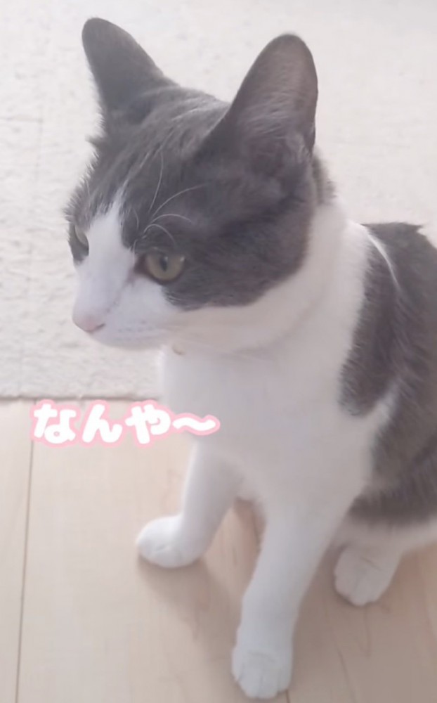 お返事する猫