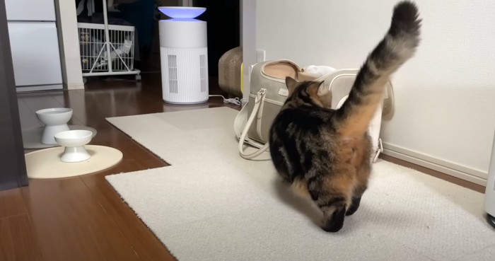 キャリーバッグに近づく猫