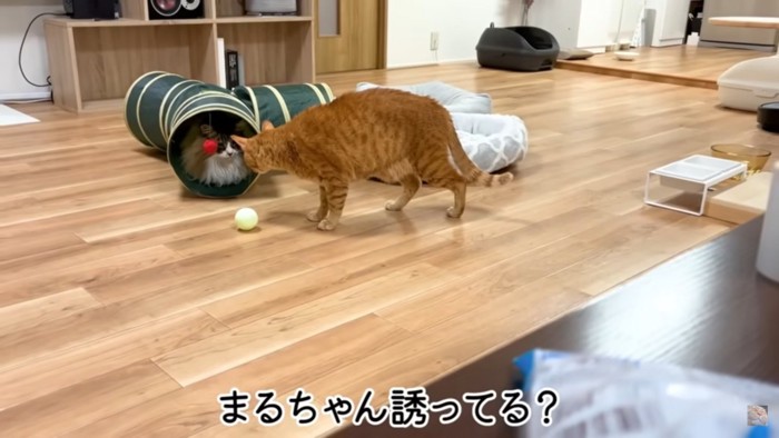 おもちゃのトンネルの中にいる猫を見つめる猫