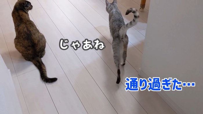 猫の後ろ姿