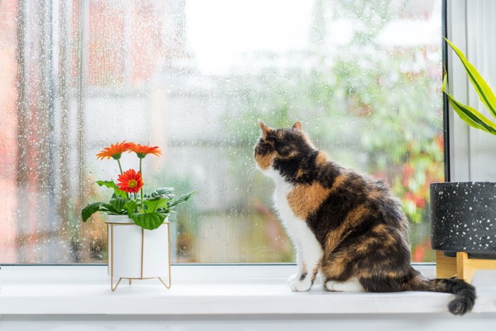 外を眺める猫の後ろ姿