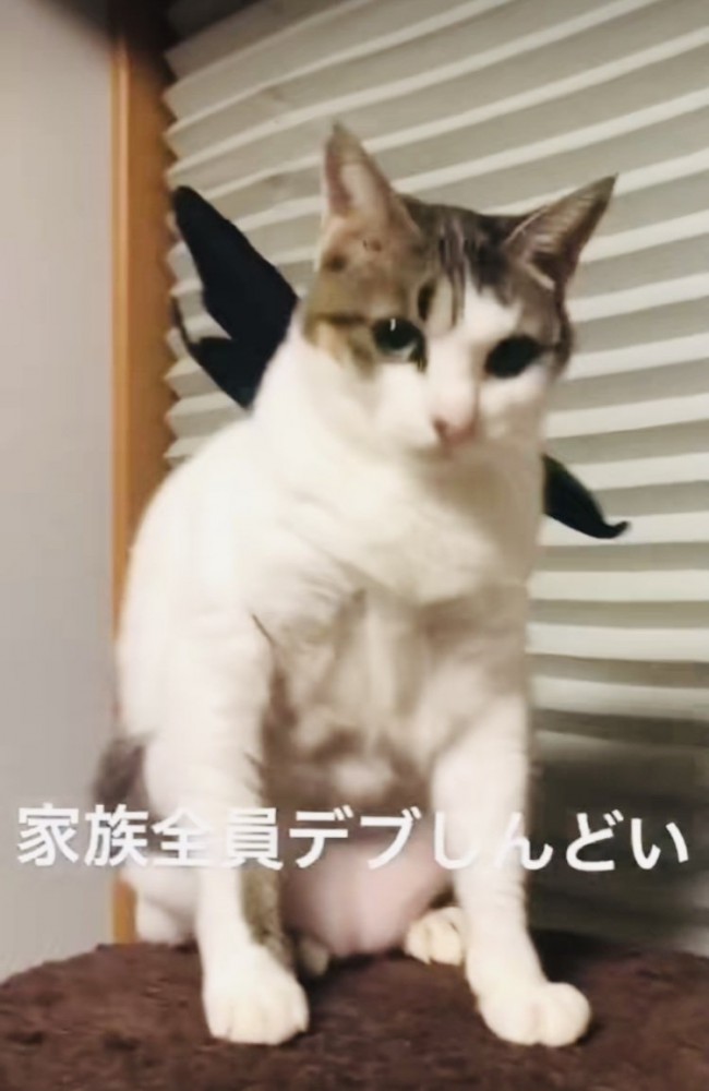 猫用の羽を付けたキジ白猫