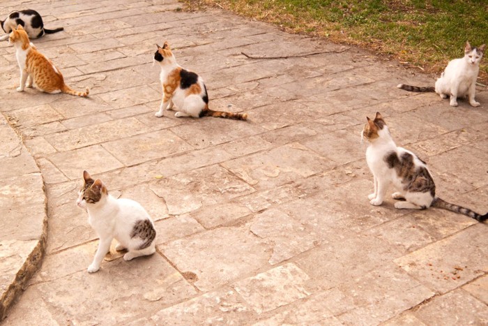 猫集会