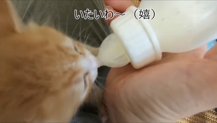 ミルクを飲ませてもらうウラちゃん