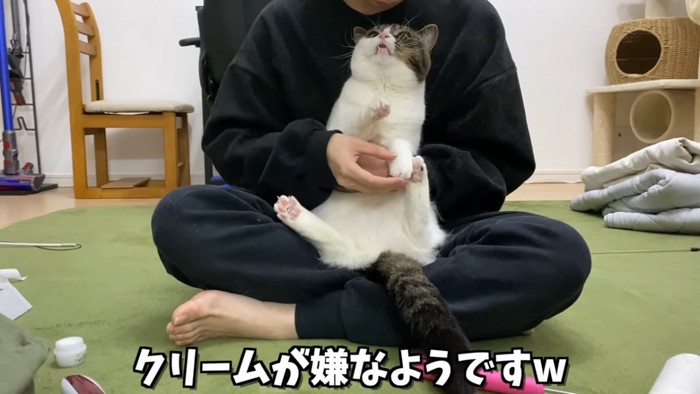 抱っこされて上を見る猫