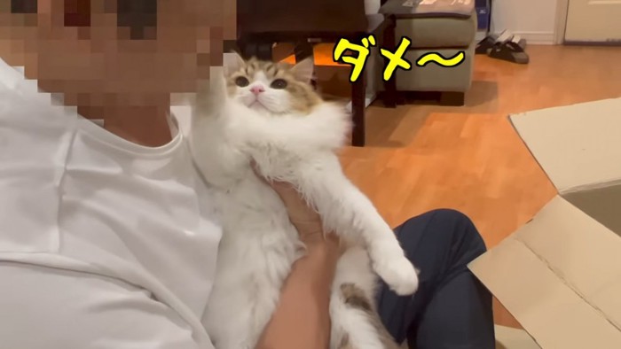 人の顔を前足で押さえる猫