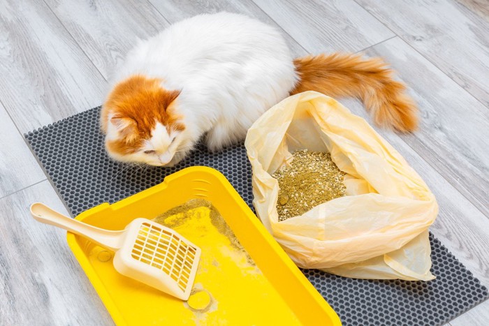 ゴミ袋に入った猫砂を見る猫