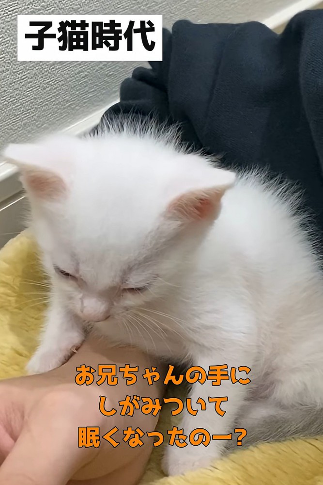 座る子猫