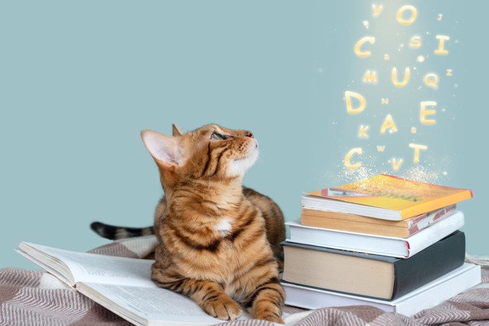 辞書を読む猫