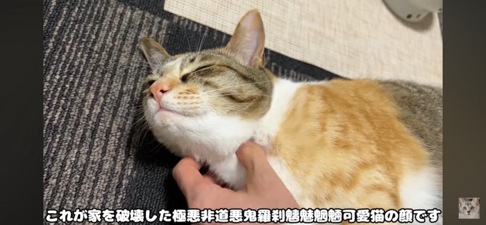 ナデナデ猫