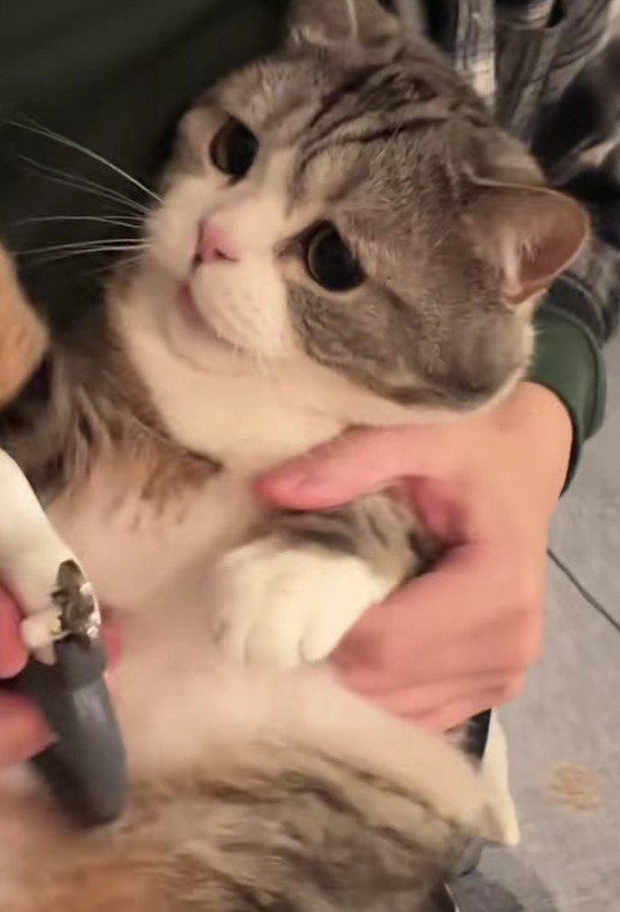 爪を切られる猫