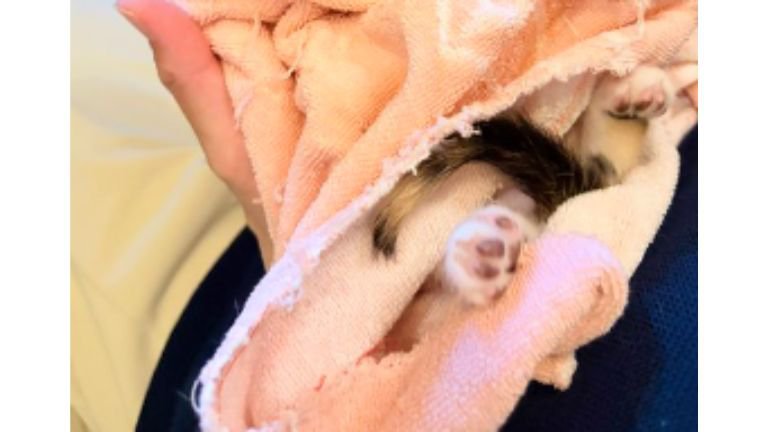 抱かれている子猫