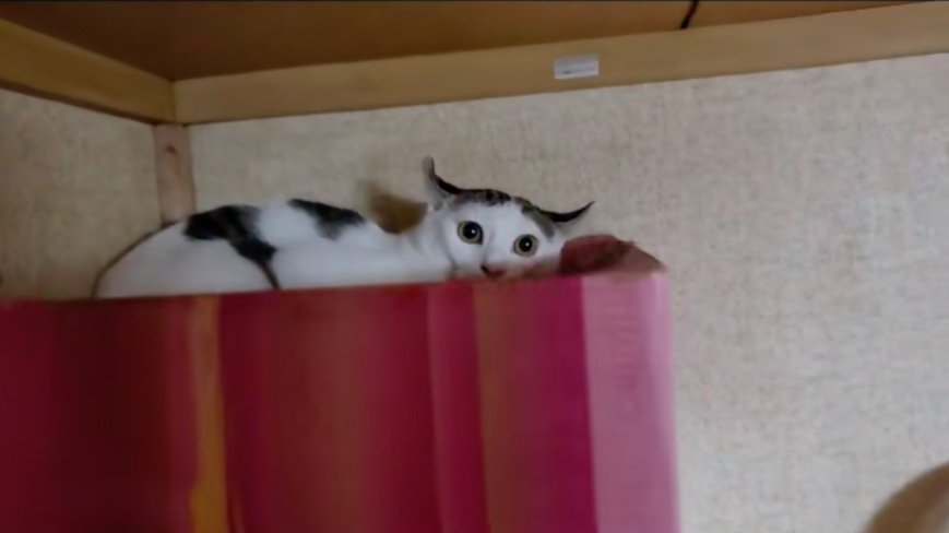 隠れる猫