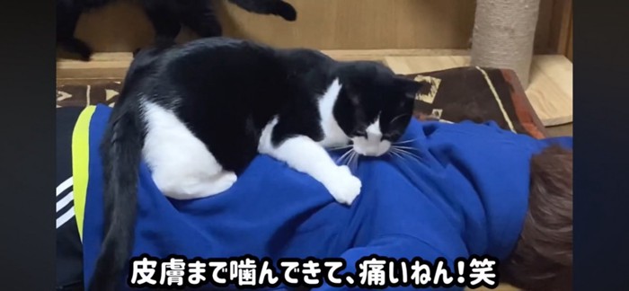 噛む猫