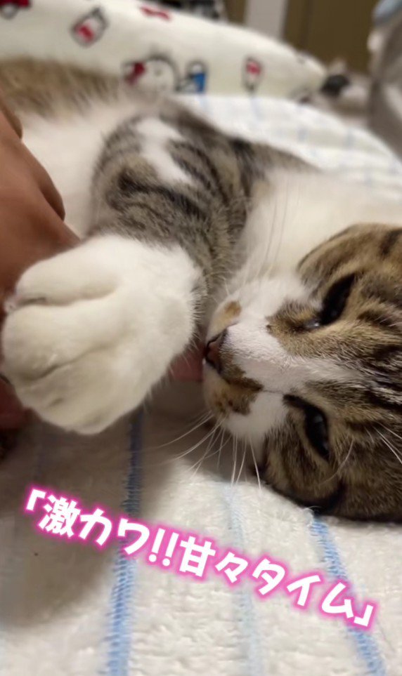 眠そうな猫
