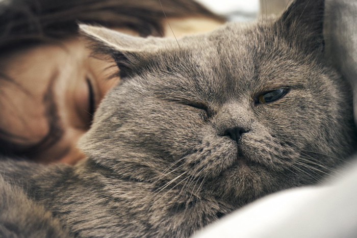 飼い主のベッドでウインクする猫