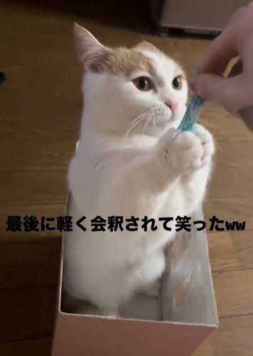 会釈する猫