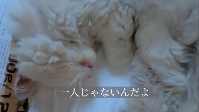 眠る猫のアップ