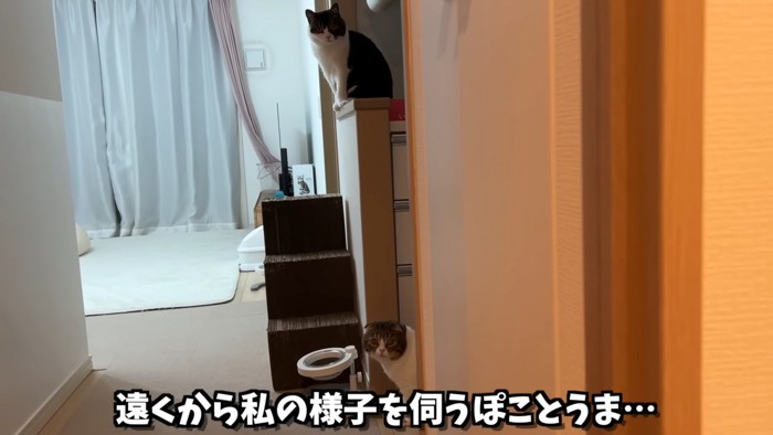 台の上にいる猫と下に座る猫