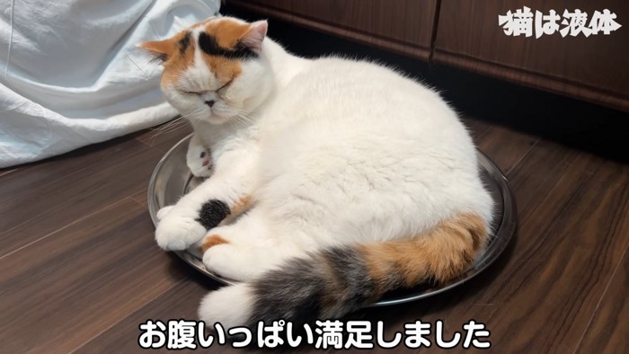 目を閉じる猫