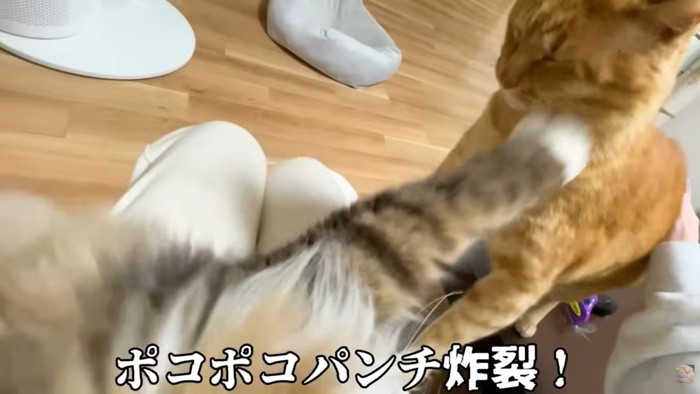 テロップ「ポコポコパンチ～」