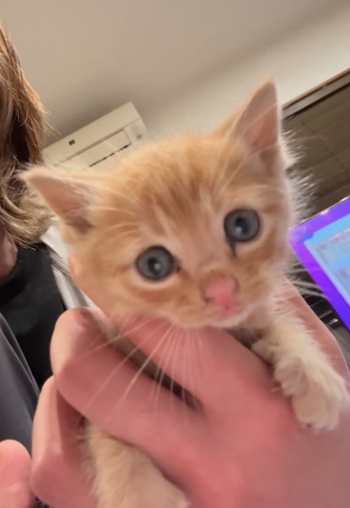 小さな子猫